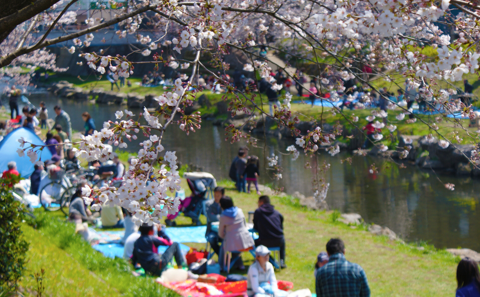 The Ultimate Guide to Traveling in Japan During Cherry Blossom Season 2025