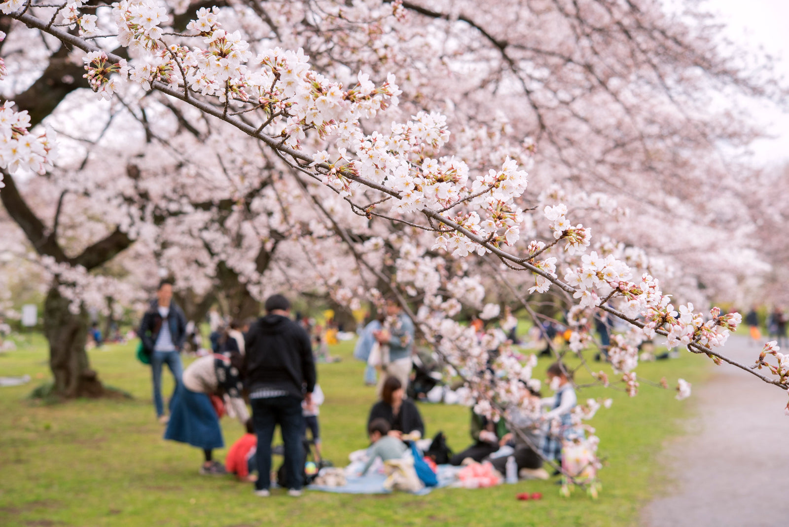 2026 Cherry Blossom Forecast: When Are the Sakura Blooming This Year?