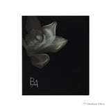 Pola B.A Oasis Light Powder Case